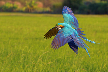 Obraz premium Colorful Blue and Gold Macaw parrots flying on the rice fields. Free flying bird