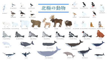 北極圏に生息する飛ぶ鳥や白熊、アザラシ、クジラなどの動物44種類のイラストセット。フラットなベクターイラスト。 Illustration set of 44 types Arctic animals, including birds, white bear,  seals, whales, and more. Flat vector illustrations. © nagamushi studio