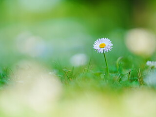 初夏の野花 エアリーフォト