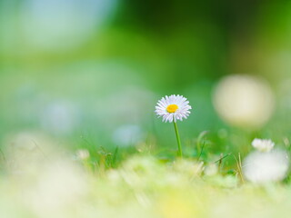 初夏の野花 エアリーフォト