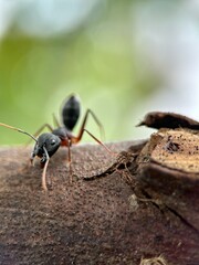 Close-up of weaver ants, weaver ants or rangrang ants, and macro weaver ants in a green leaf. A black ant on dark green leaf 