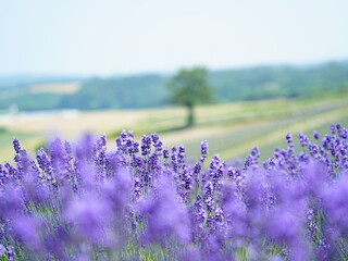 北海道の絶景 富良野日の出公園ラベンダー畑
