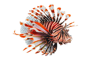 a lionfish isolated on white background.