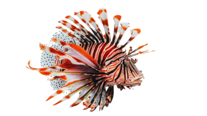 a lionfish isolated on white background.