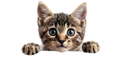 Kitten holding blank banner isolated on transparent background