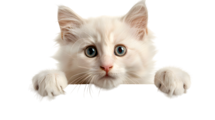 Kitten holding blank banner isolated on transparent background