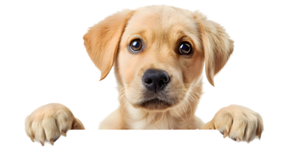 Puppy dog holding blank banner isolated on transparent background