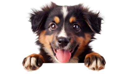 Puppy dog holding blank banner isolated on transparent background