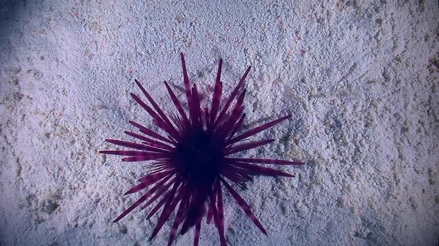 Banded sea urchin (Echinothrix calamaris) crawls quickly along the sandy bottom, top view.