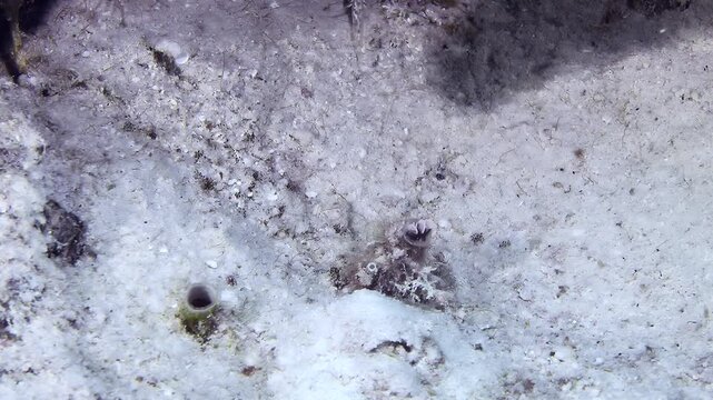 Indian feather duster worm (Sabellastarte spectabilis) protrudes the corolla of tentacles from the tube and unfolds them into a trapping net. In case of danger, the worm quickly hides in the tube.