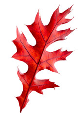 Fototapeta premium PNG red oak leaf, isolated object