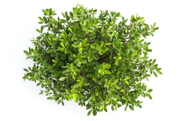 A close-up shot of a single green plant sitting on a white surface