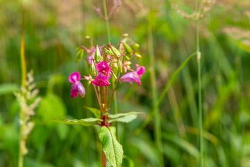 bunch of pink flowers are in a field of green grass