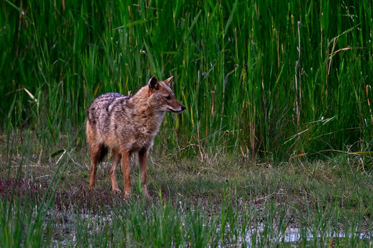 Europ&auml;ischer Goldschakal // European jackal (Canis aureus moreoticus) - Donaudelta, Rum&auml;nien