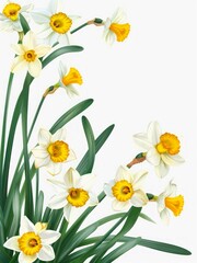 Obraz premium Bouquet of daffodil flowers isolated on white background.