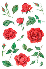 Png rose and leaf set painting style
