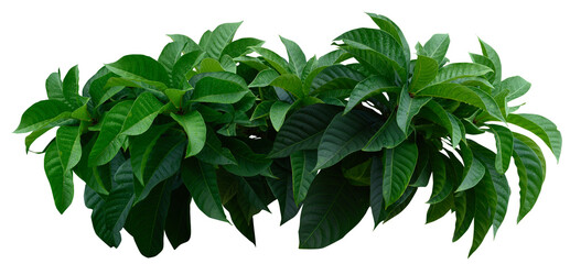 Plant leaves Green nature Tropical forest isolated on transparent background - png