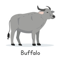 Water buffalo vector illustration. Cute buffalo cartoon clipart, animal in flat style. Farm animals concept, rural farming. Livestock animal buffalo vector design isolated on white background