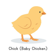 Chick (baby chicken) vector illustration. Cute yellow chick cartoon clipart, animal in flat style. Farm animals concept, rural farming. Livestock poultry baby chicken vector design isolated on white