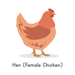 Chicken hen vector illustration. Cute hen female chicken cartoon clipart, animal in flat style. Farm animals concept, rural farming. Livestock poultry hen vector design isolated on white background