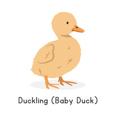 Duckling (baby duck) vector illustration. Cute yellow duckling cartoon clipart, animal in flat style. Farm animals concept, rural farming. Livestock poultry baby duck vector design isolated on white