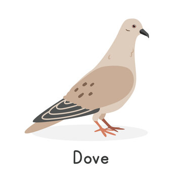 Dove vector illustration. Cute dove cartoon clipart, bird animal in flat style. Farm animals concept, rural farming. Livestock poultry dove vector design isolated on white background