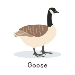 Goose vector illustration. Cute Canada goose cartoon clipart, animal in flat style. Farm animals concept, rural farming. Livestock poultry goose vector design isolated on white background