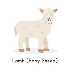 Lamb (baby sheep) vector illustration. Cute lamb cartoon clipart, animal in flat style. Farm animals concept, rural farming. Livestock animal baby sheep vector design isolated on white background