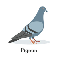 Pigeon vector illustration. Cute pigeon cartoon clipart, animal in flat style. Farm animals concept, rural farming. Livestock poultry pigeon vector design isolated on white background