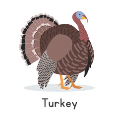 Turkey vector illustration. Cute male turkey cartoon clipart, animal in flat style. Farm animals concept, rural farming. Livestock poultry turkey vector design isolated on white background