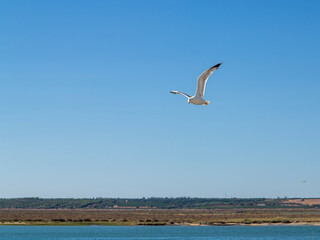 A seagull flies free over the beach by the sea.