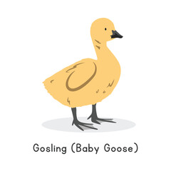 Gosling (baby goose) vector illustration. Cute yellow gosling cartoon clipart, animal in flat style. Farm animals concept, rural farming. Livestock poultry baby goose vector design isolated on white