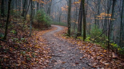 On this misty autumn day, we followed the winding forest trail as the leaves gently fell around us