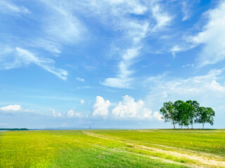 green fields meets a clear sky