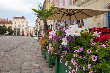 Obraz premium Flowers in Lviv city center