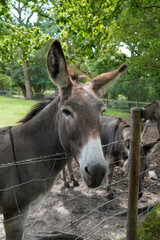 Brown donkey in field looking over wire fence. Mule mammal. 