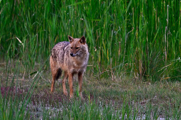 Europäischer Goldschakal // European jackal (Canis aureus moreoticus) - Donaudelta, Rumänien