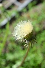 Bright, unusual colorful nature in summer. Fluffy white dandelion seeds, fluffy balls illuminated by bright sunlight.