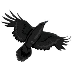 Obraz premium Black crow flies. Realistic vector bird