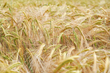Yellow ears of wheat on a sown field.