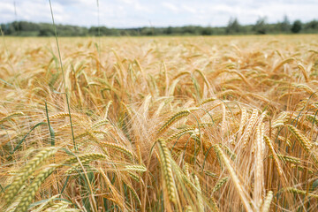 Yellow ears of wheat on a sown field.