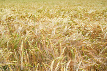 A field with ripened ears of wheat.