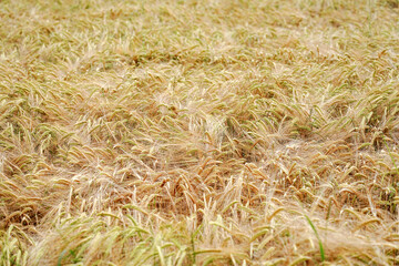 A field with ripened ears of wheat.
