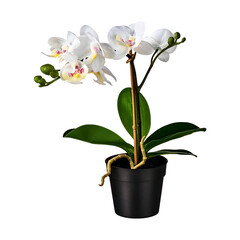 Fototapeta na wymiar Artificial flower in pot white orchid green leaves decorative element interior design beautiful home terrace yard living room bathroom bedroom object isolated png