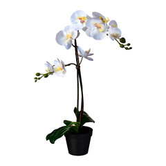 Artificial flower in pot white orchid green leaves decorative element interior design beautiful home terrace yard living room bathroom bedroom object isolated png