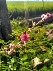 Beautiful close up of a Mimosa pudica L with bee