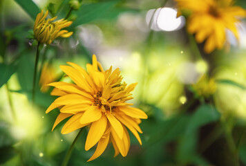 Close-up of a blooming Perennial Rudbeckia yellow flower, emphasizing its floral beauty and natural texture