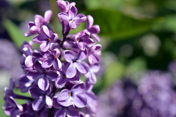 Bright, unusual plants, large bushes, colorful nature in summer. White purple flowering lilac bushes, Syringa, disambiguation, illuminated by bright sunlight.