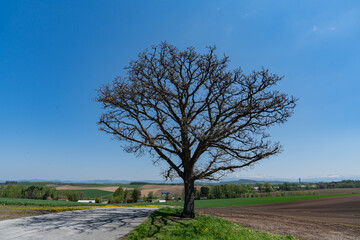 セブンスターの木