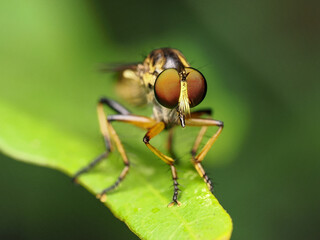 Robber fly with it prey on green leaf, Macro shot and nature background, Selective focus.
